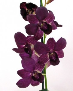 dark blue sapphire orchids
